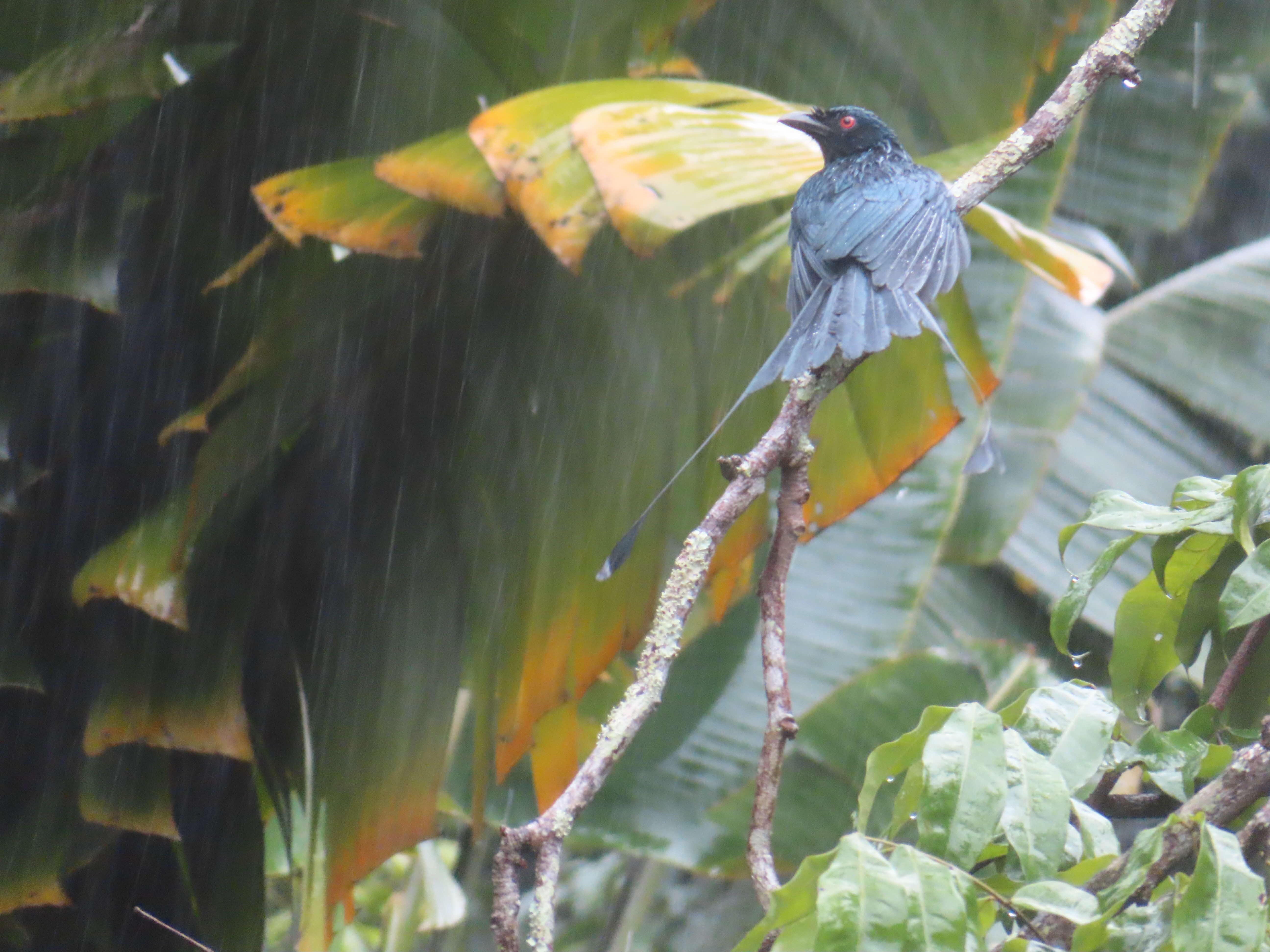 Greater Racket-tailed Drongo